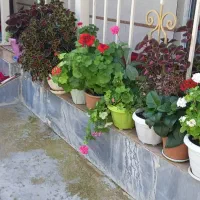 گل طبیعی|گل و گیاه طبیعی|خلخال, |دیوار