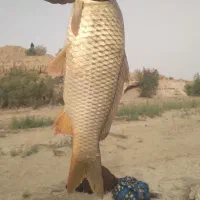 فر*وش کا*نال رو*بیکا