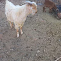 دو عدد بزغاله نرو ماده و ۲ تا بره ماده سبک