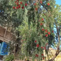 نیازمند فوری۲۰۰میلیون پول مدتی و یا وام  فوری