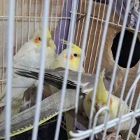 عروس هلندی 2 ماهه|پرنده|طاهرگوراب, |دیوار