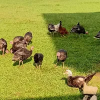 فروش بوقلمون و اردک اسرائیلی و مرغ و خروس