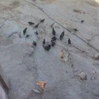 بوقلمون و جوجه