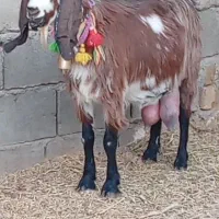 فروش 1راس شاه بز شیری|حیوانات مزرعه|بردسکن, |دیوار