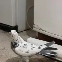 کبوتر اصفهانی