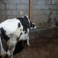 گوساله ماده|حیوانات مزرعه|هریس, |دیوار