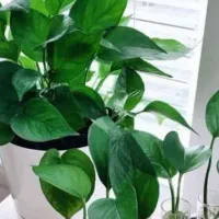 فروش و خریداری قلمه پتوس