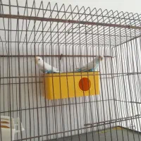 مرع عشق مولد ب همراه ی نرمست