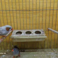 فنچ هاف اورنج|پرنده|بوشهر, |دیوار