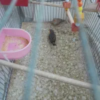 فنج|پرنده|قم, وادی السلام|دیوار