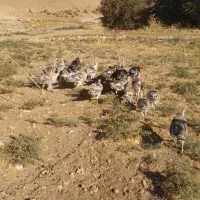 ۲۲ عدد بوقلمون