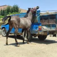 اسب نریان جوان