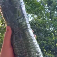 برگ مو برای دلمه