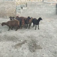 بره ماده هترو