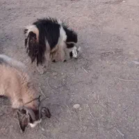 گوسفند فروشی