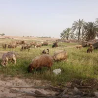 فروش میش با بره ۱۹ راس اهرم