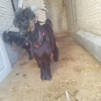 یک عددبیگ نر