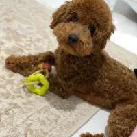 یک پودل مینیاتور|سگ|کرمانشاه, |دیوار