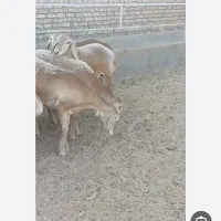 بره ماده چینی قندوزی