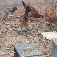 تعدادی مرغ وخروس