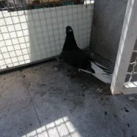 جوجه کفتر غریب پیدا شده|پرنده|بهارستان, |دیوار