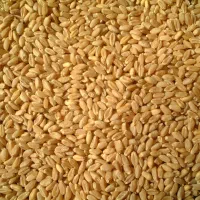 فروش بذر گندم اوکراینی