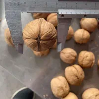 برترین نژاد گردو در نهالستان غرب|خدمات باغبانی و درختکاری|بهبهان, |دیوار