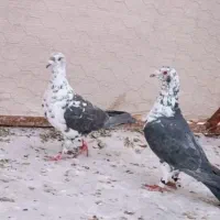 کفتر سوسکی درجه ۱ بشرط پرش زمانت ۴ ساعت
