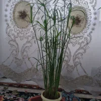 نخل مرداب|گل و گیاه طبیعی|سرپل ذهاب, |دیوار