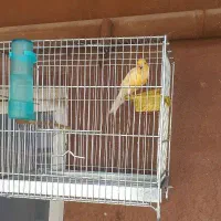 قناری نر مست مست شلاقی