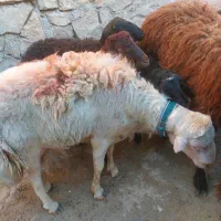 قوچ بروجردی|حیوانات مزرعه|مشهد, رباط طرق|دیوار
