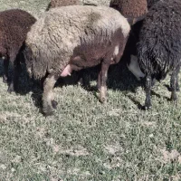 فروش میش بدون بره