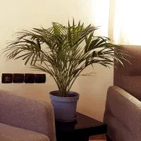 گل های آپارتمانی