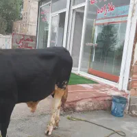 اجاره قصابی وکبابی