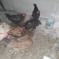 فروش مرغ وخروس