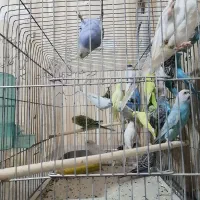 مرغ عشق