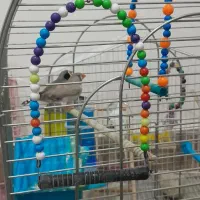 یه جفت طوطی،یه جفت مرغ عشق،یه جفت فنچ