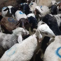 گوسفند زنده|خدمات پذیرایی، مراسم|تهران, طرشت|دیوار