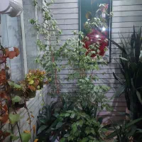 تعویض گل با هرچی خوب باشه