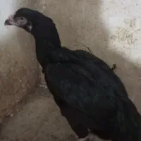 فروش تعداد مرغ لاری|حیوانات مزرعه|تربت جام, میان جام|دیوار