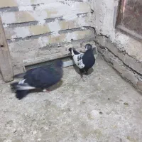 یک جفت سینه سیاه غره سینه