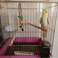 عروس هلندی نر