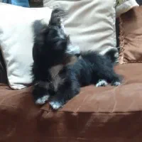 سگ شیتزو جنسیت نر|سگ|ری, اقدسیه|دیوار