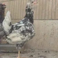 مرغ گلین طوسی دم تخم|حیوانات مزرعه|فولادشهر, زاینده رود|دیوار
