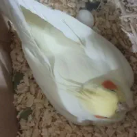 عروس هلندی ماده دستی  بالغ و مست|پرنده|پاکدشت, پاکدشت (مامازند)|دیوار