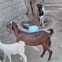 فروش بز