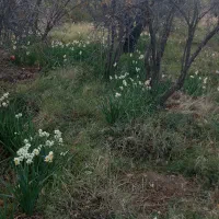 فروش-باغ-با-محصولات-چهار-فصل-فوری