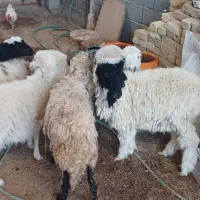 فروش بره لاکن ،زیل