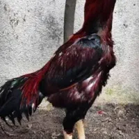 جوجه