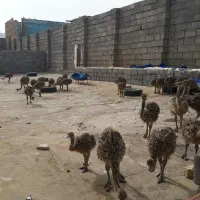 فروش جوجه شترمرغ گردن ابی